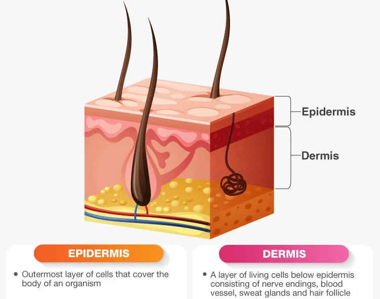 Two layered Skin dermis and the epidermis